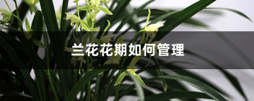 兰花花期如何管理