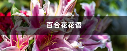 百合花花语