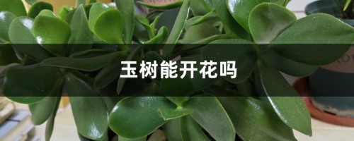 玉树能开花吗，开花后会死吗