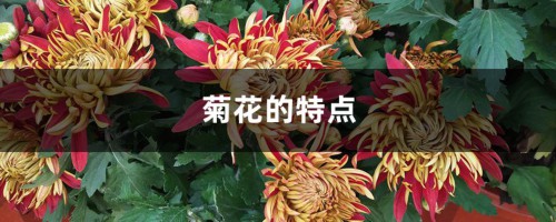 菊花的特点