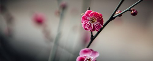 太原适合养什么花，市花和市树是什么