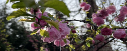 张掖适合养什么花，市花和市树是什么