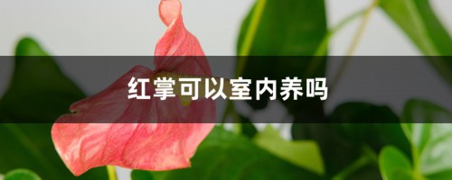 红掌可以室内养吗