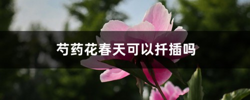 芍药花春天可以扦插吗