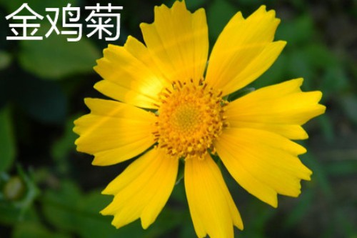 金鸡菊