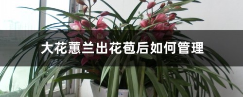 大花蕙兰出花苞后如何管理，有花苞了怎么浇水