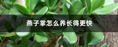 燕子掌怎么养长得更快