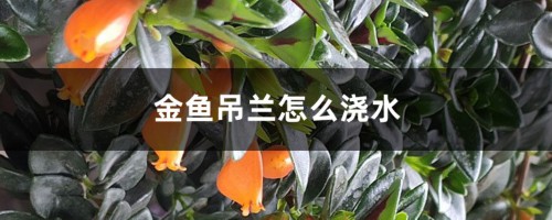 金鱼吊兰怎么浇水