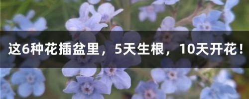 这6种花插盆里，5天生根，10天开花！