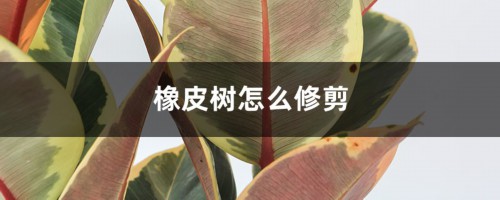 橡皮树怎么修剪