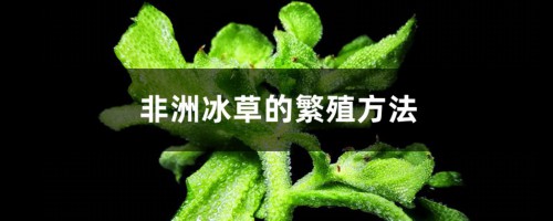 非洲冰草的繁殖方法